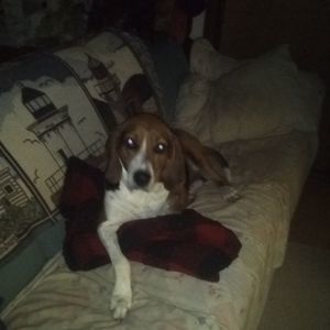 Meet your Posher, Barbara